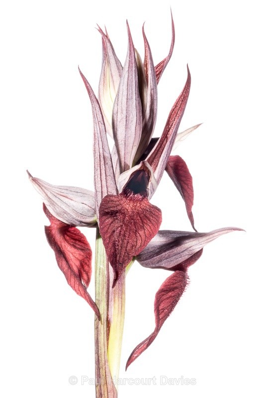  - WB: Orchids - Various