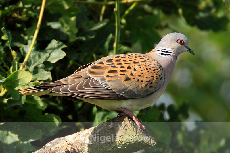 Turtle Dove perched on a branch at Otmoor RSPB - Turtle Dove