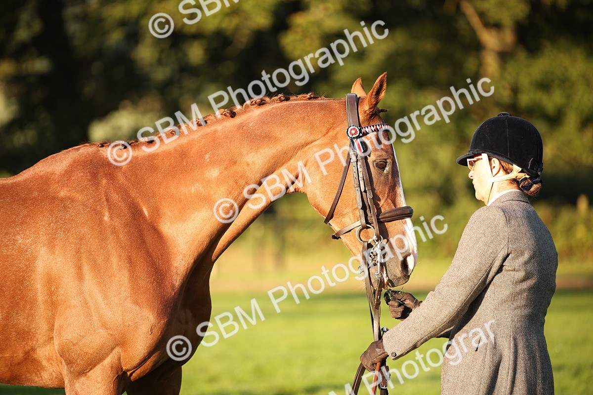 SBM_56869 - S49 - Riding Horse & Hack & Thoroughbred In Hand