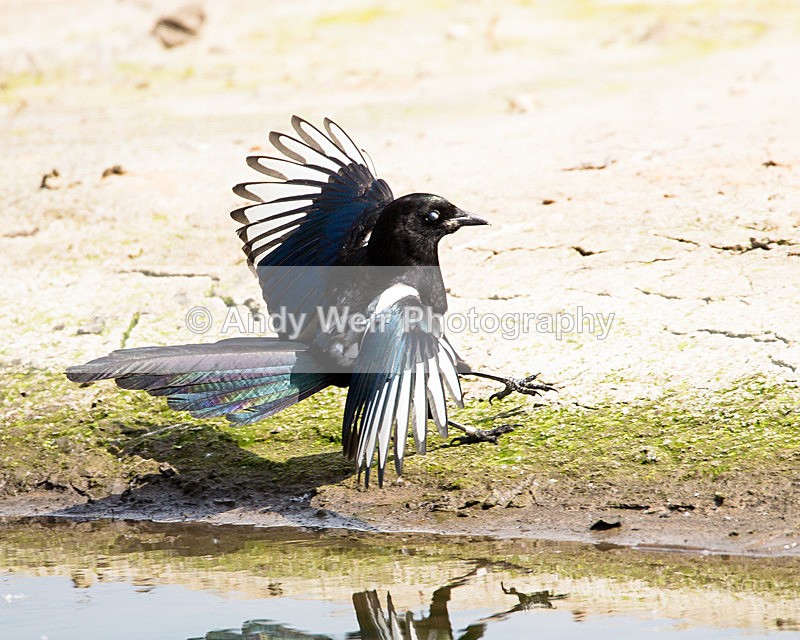 20140503-3K8A0848 - Corvids