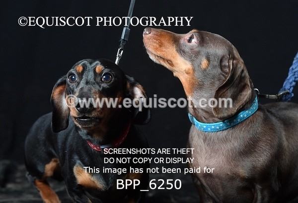 BPP_6250 - LESLEY GRANGER DOGS