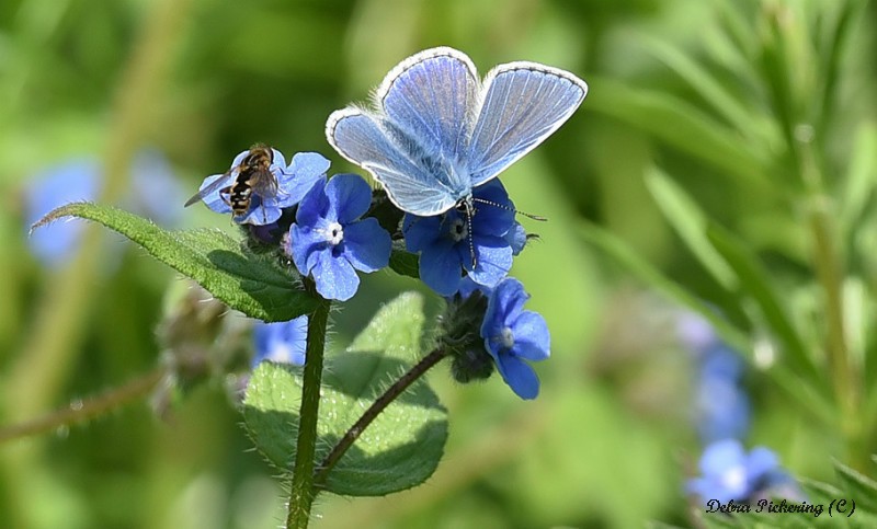 Common Blue - Macro
