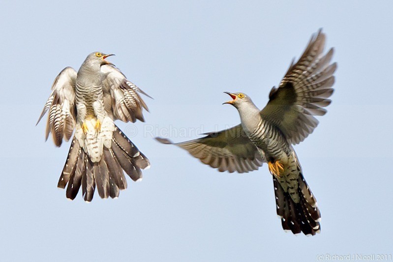 Cuckoo (Cuculus canorus) males fighting - Cuckoo (Cuculus canorus)