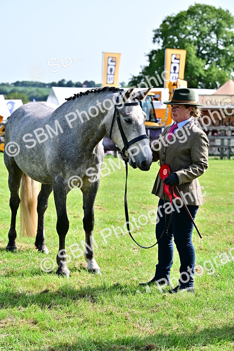 SBM_03349 - Class 50 - 54 Light Horse Breeding