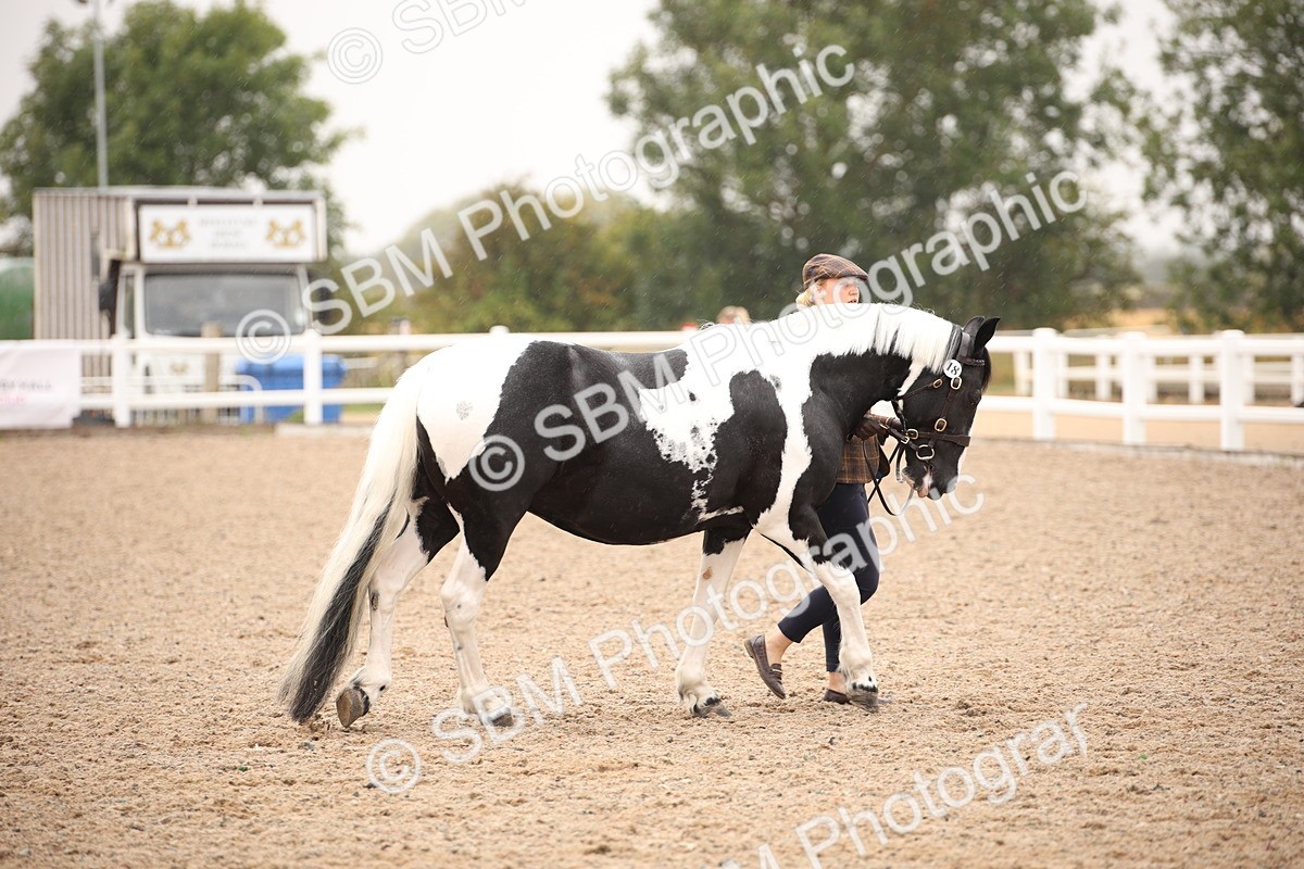 SBM_20205 - Class 703 - IH  Coloured