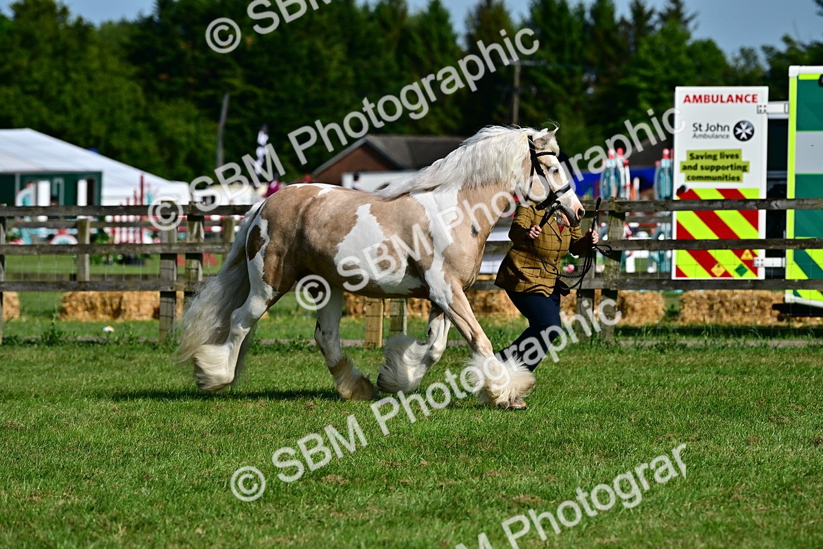 SBM_10083 - Class 63-65 - Traditional Gypsy Cobs In Hand & Ridden