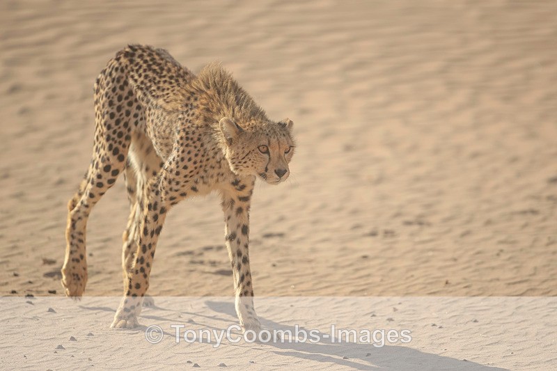 Cheetah - The Hoanib