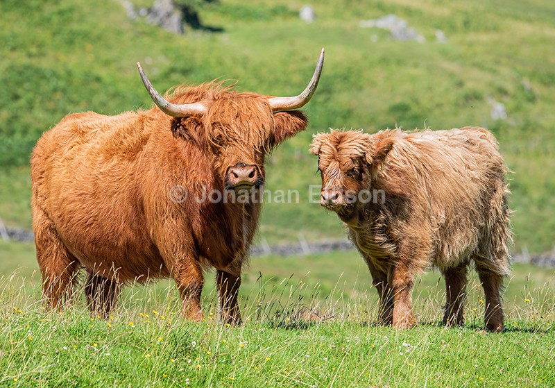 Highland Cows - Scotland