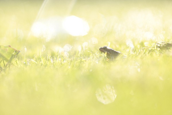  - Reptiles, amphibians & pond life, Great Britian