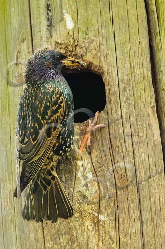 Starling Sturnus vulgaris-8166 - UK birds