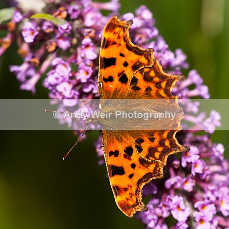 20121001-_MG_0441 - Butterflies & Moths
