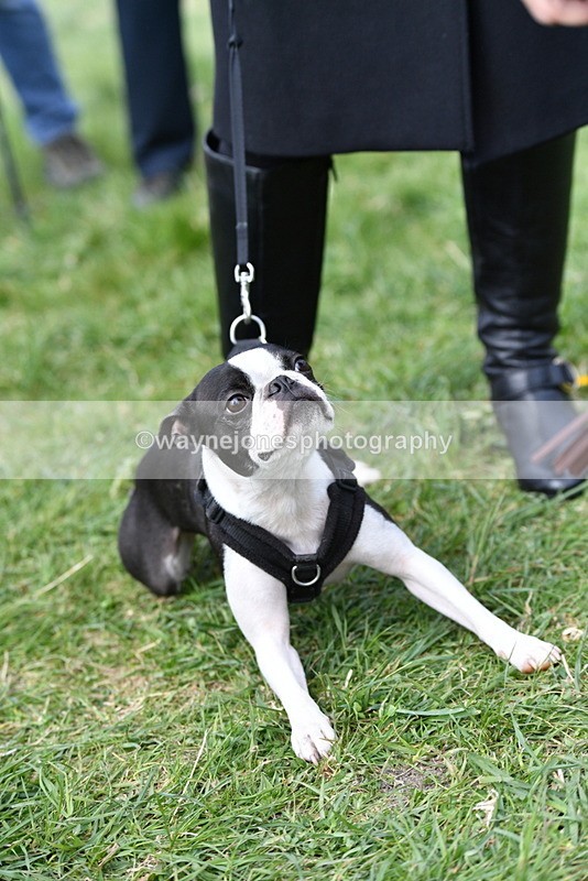 WJ5_0577 - Class 7 Best Terrier