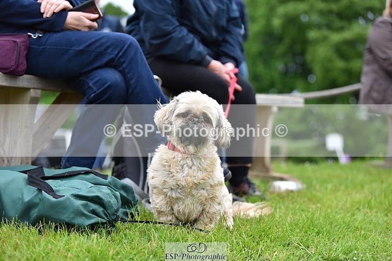 240523-193504-06596 - Candid and Saturday Hobby Horse