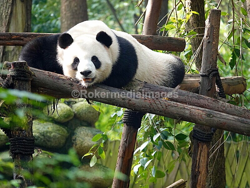 CHINA__0077 - China 2019