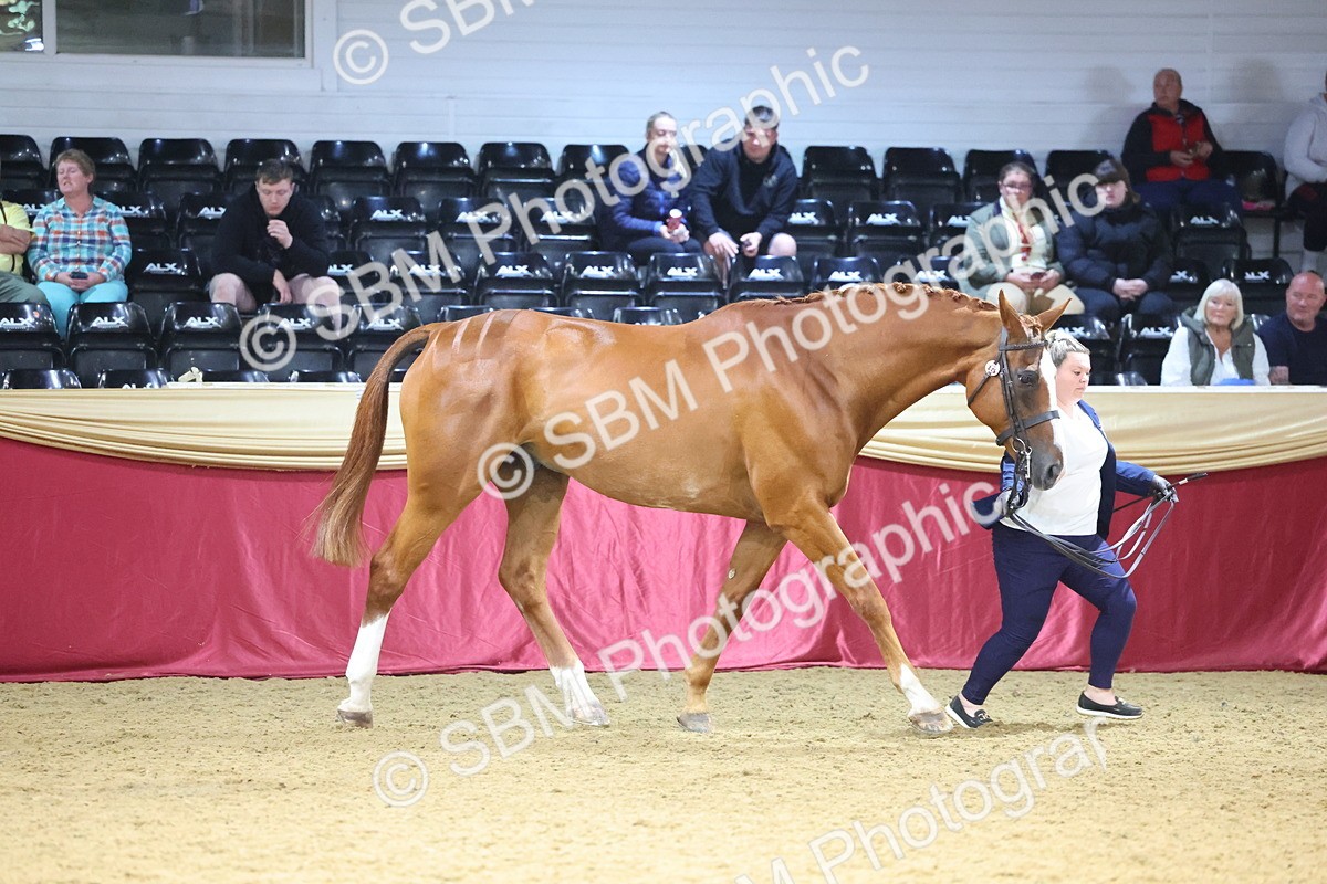 SBM_22805 - Class 903 - Supreme Final - IH Pre Vet