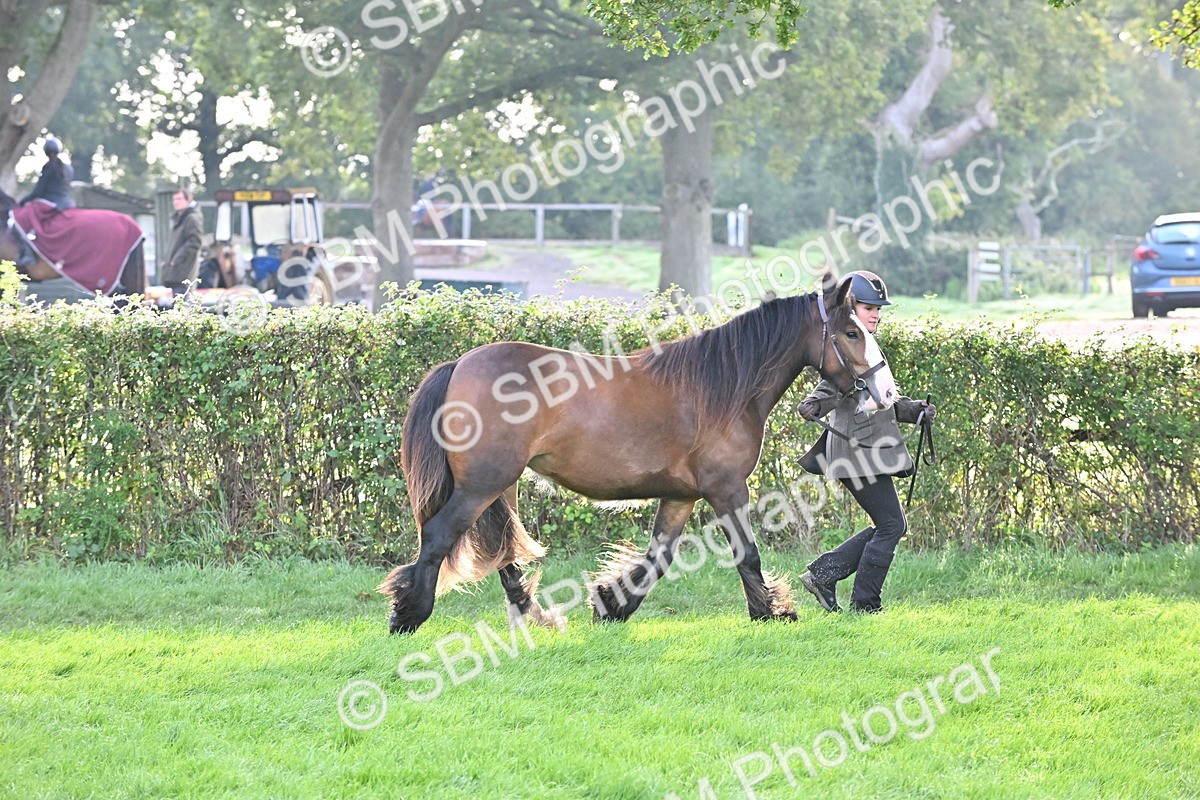 SBM_55371 - S44 - Youngstock In Hand