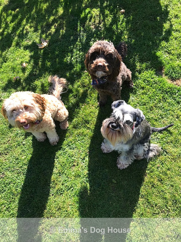  - Dogs