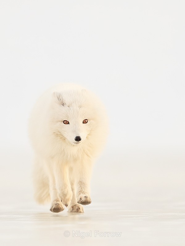 Arctic Fox running head-on, Svalbard, Norway - Arctic Fox