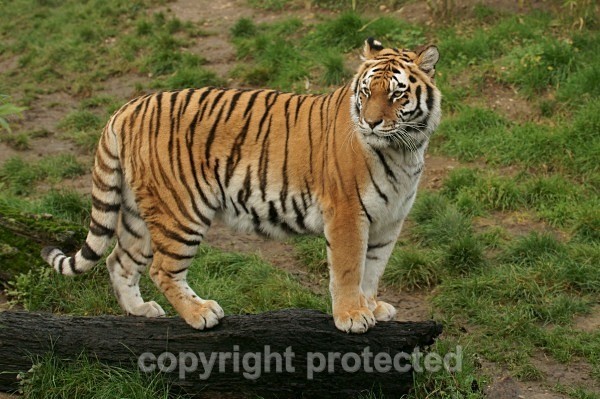 Amur Tiger - Anoushka on look-out (Colchester Zoo) - Tigers