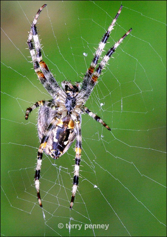 Garden Spider - Insects & Spiders