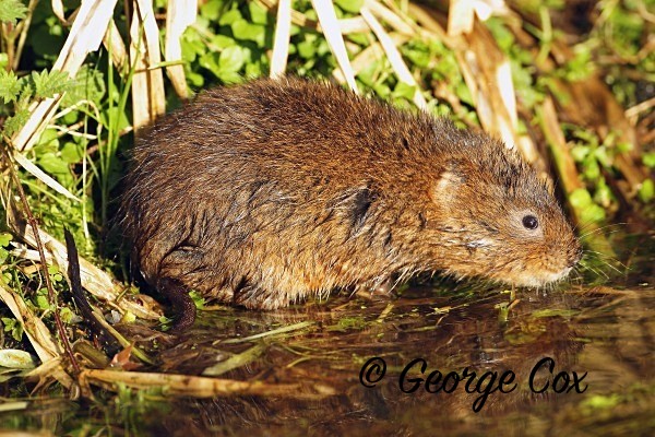 water vole