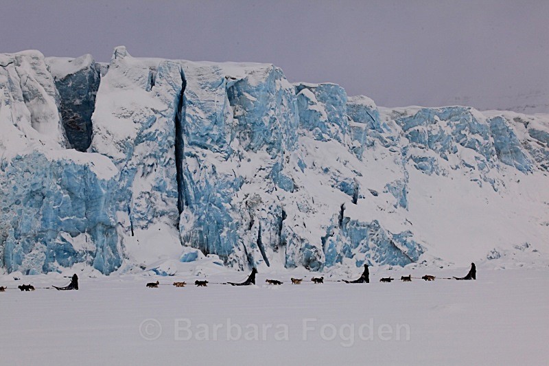 Dog sleding by Tunabreen 6042 - Winter in the daylight