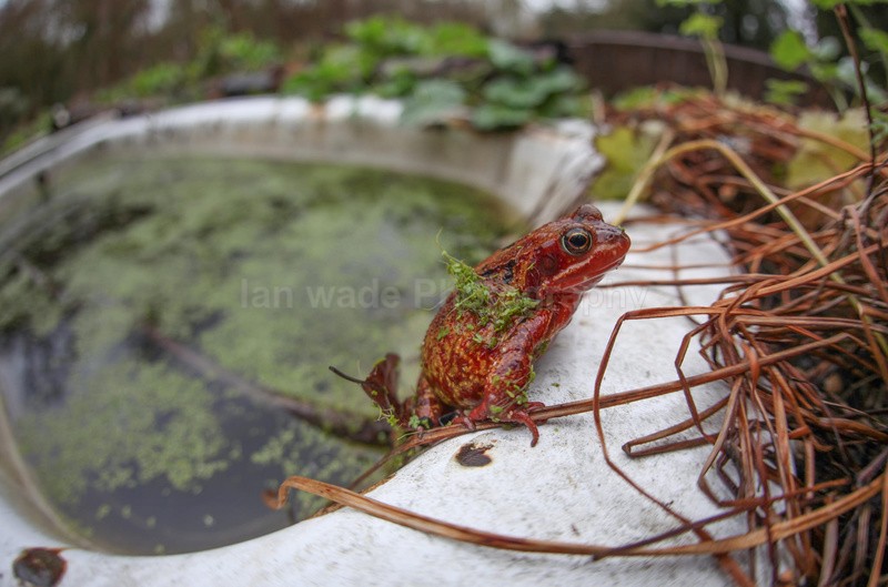 Unusual red frog near a bath tub_094 - Reptiles, amphibians & pond life, Great Britian