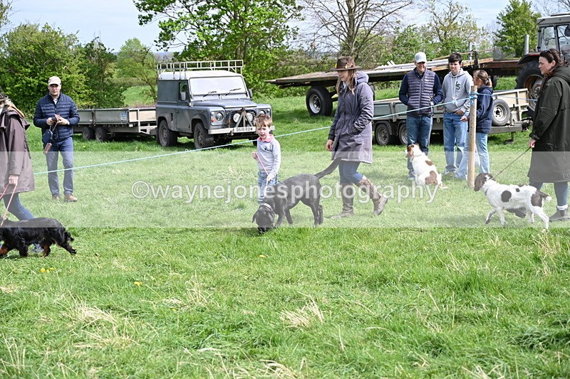 WJ6_8838 - Class 8 Best Working / Gun Dog or Bitch