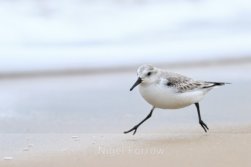 Sanderling running at low tide, Studland Bay, Dorset - Sanderling