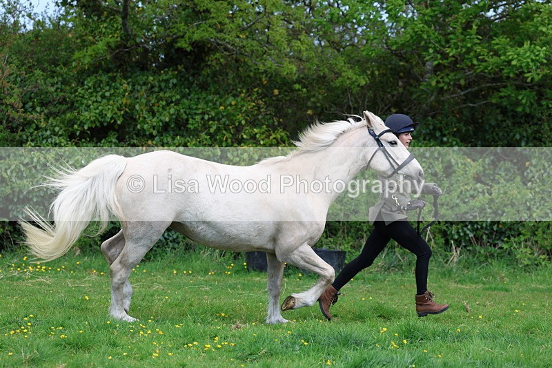 3E7A0504 - Class 20: Sports Horse