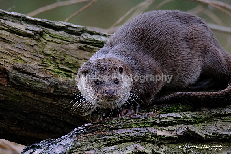 - Wildlife and Nature