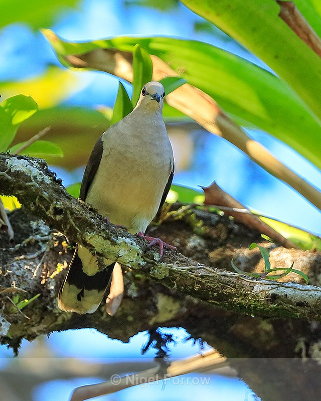 White-tipped Dove, Osa Peninsula, Costa Rica - White-tipped Dove