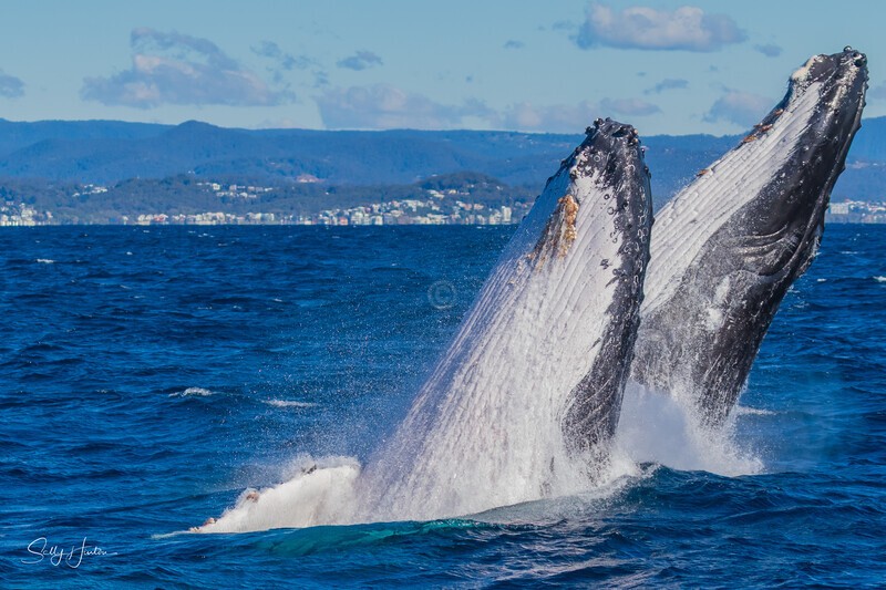 Double Breach 4. 0A3A2770 - 2025 Whales