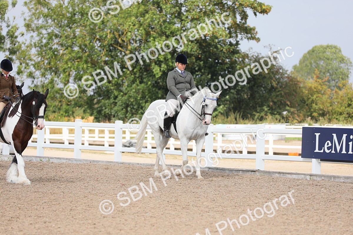 SBM_13317 - Class 308 Ridden Coloured Horse