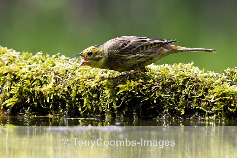 Yellowhammer  (m) - Drinking Pool Hides