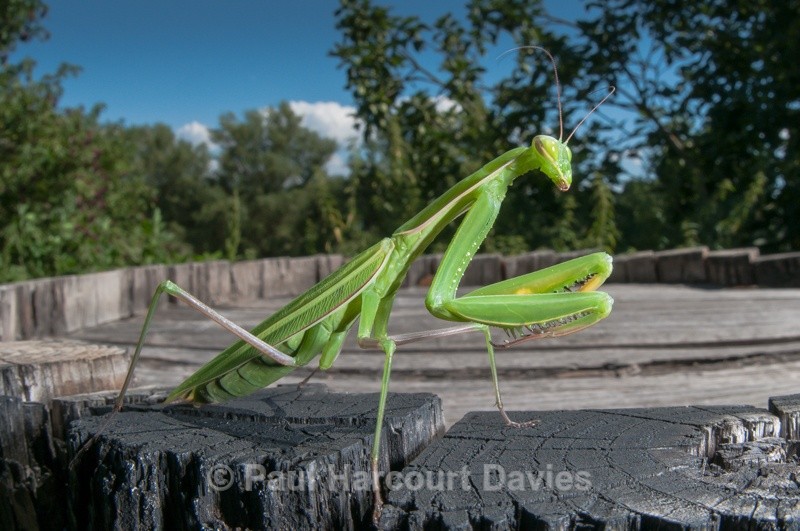  - Bugs: Wide-angle