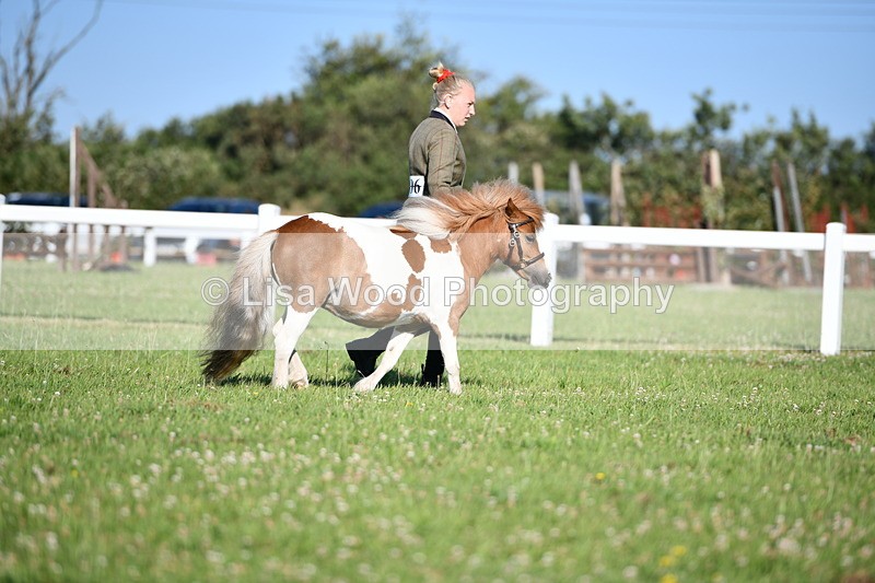 DSC_5423 - Class 49: NPS Shetland Youngstock