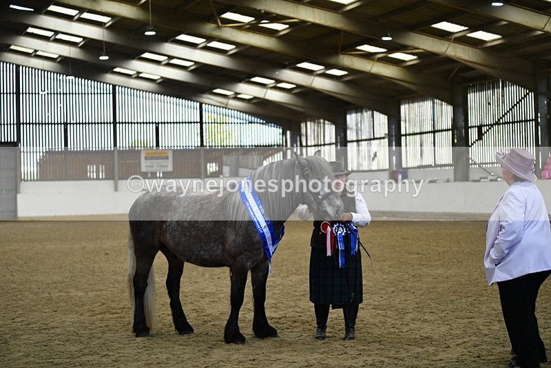 WJ5_5795 - Morning in hand Championship