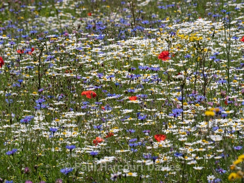 Weeds of cultivation Apennines Italy. scarlet field poppies (Papaver rhoeas), blue cornflowers (Centaurea cyanus) white ox-eye daisies( Leucanthemum vulgare, white field chamomile (Anthemis arvensis)  - Flowers in the Landscape - 2