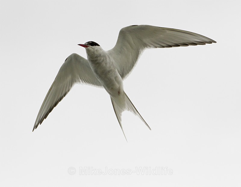 Arctic Tern, Cemlyn Bay, Anglesey, North Wales - Terns, Sandwich, Artic and Common