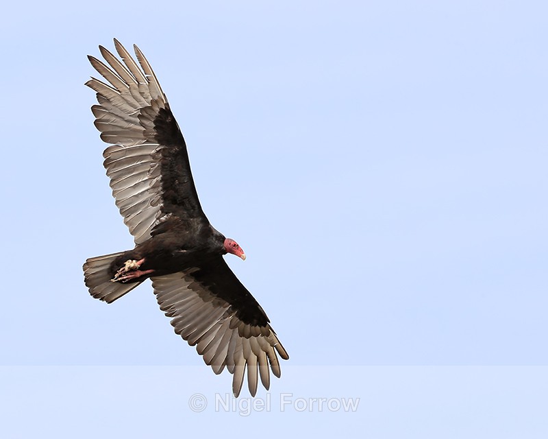 Turkey Vulture view of underwings in flight, Carcass Island, Falklands - Turkey Vulture