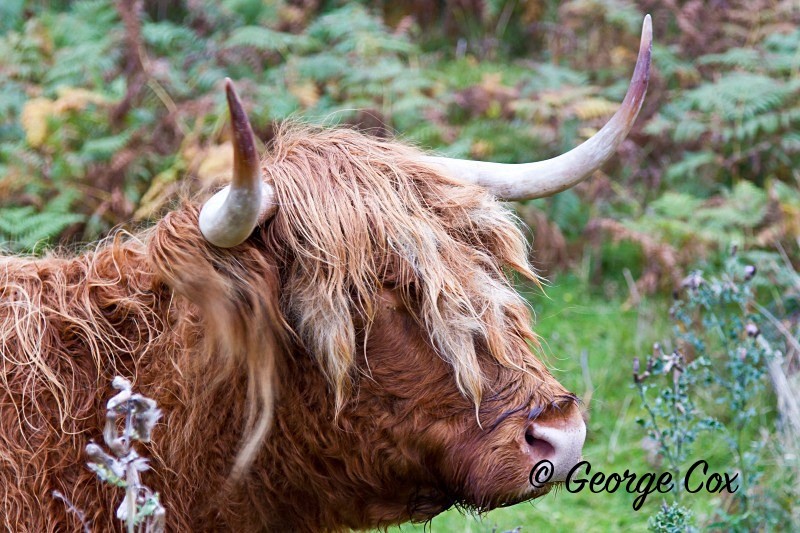 Highland Cow - Mammals