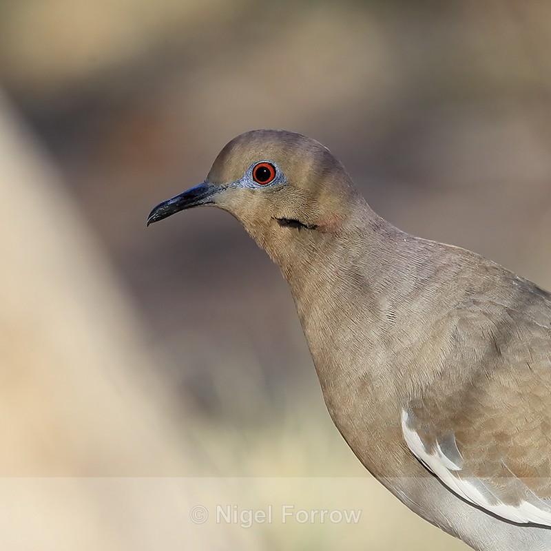 White-winged Dove close-up, New Mexico, USA - White-winged Dove