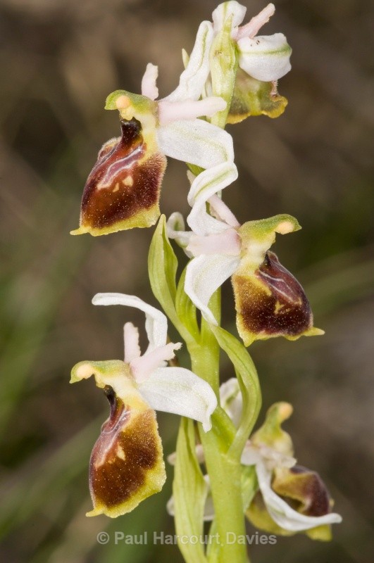 Tyrhennian Ophrys (Ophrys tyrrhena) - Orchids - Ophrys