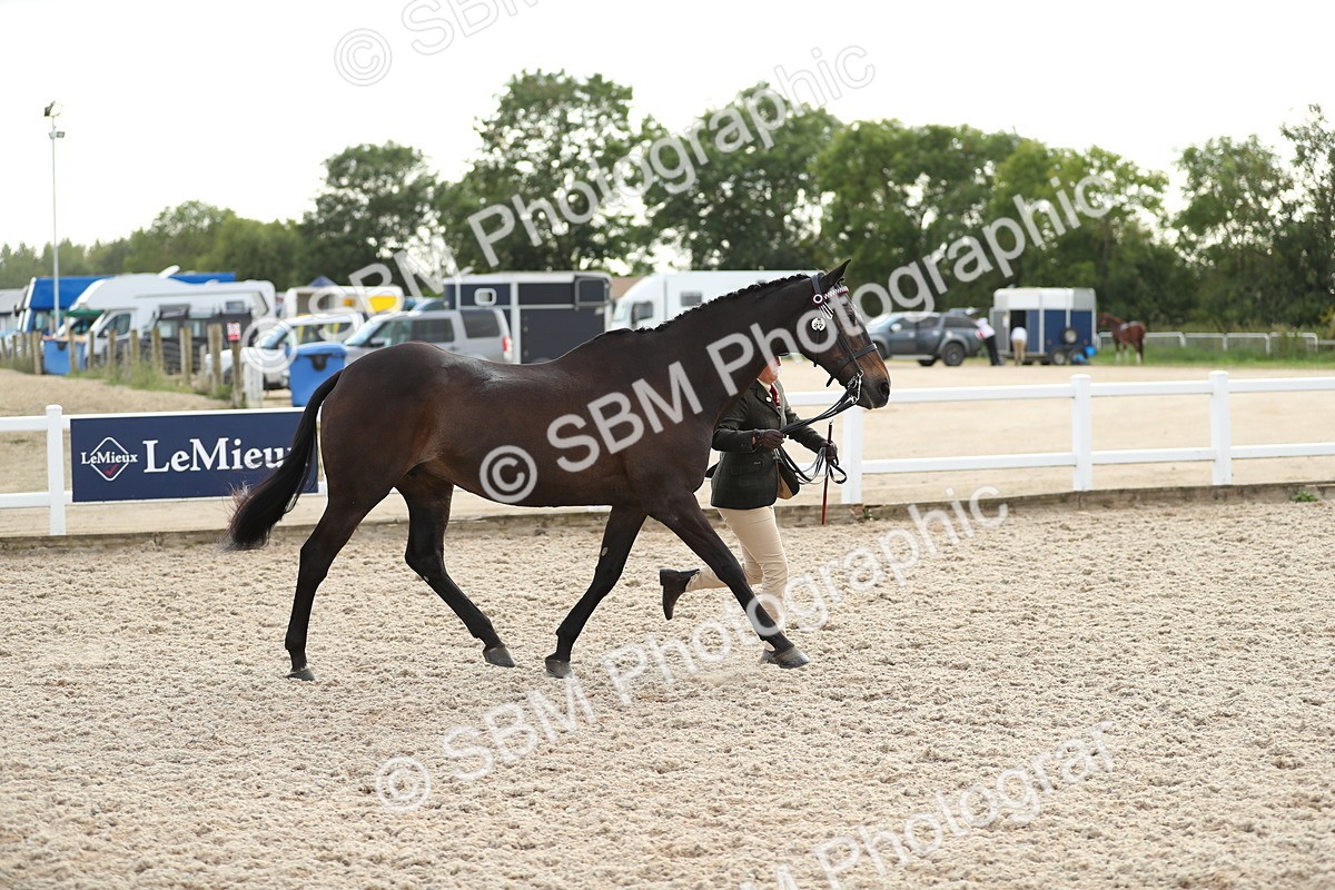 SBM_08532 - Class 28 - IH Veteran Horse