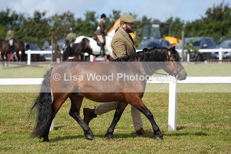 DSC05652 - Class 50: NPS M&M 4 years and over Small Breeds