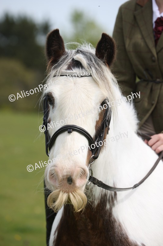 20260426-3051 - Class 33 - Best Pony 14.2hh and Under
