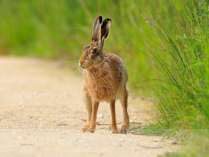 Brown Hare on a path at Otmoor RSPB - Hare