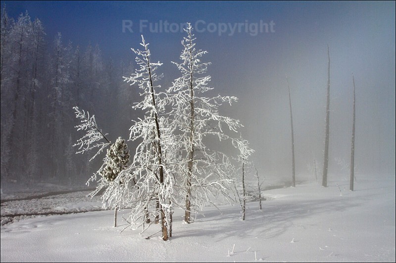 Winter Trees Yellowstone - Yellowstone