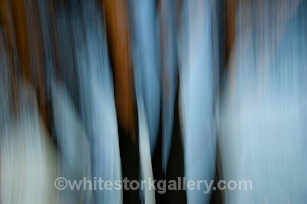  - Light In The Forest